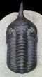 Morocconites Trilobite - Great Shell Detail #71195-5
